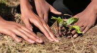 The soil-gut microbiome connection